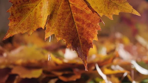 Wet autumn leaf with raindrops falling - close up, slow motion Video stock 165080790