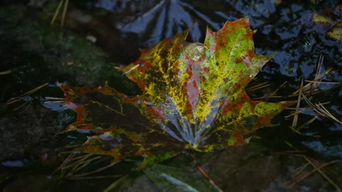 Wet autumn maple leaf, close up Stock Footage 161840034