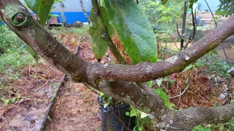 Wet avocado tree trunk Stock Footage 158750183