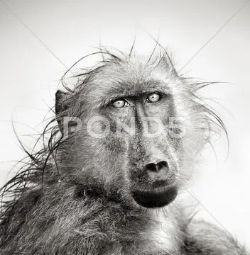 Wet baboon portrait Stock Photos