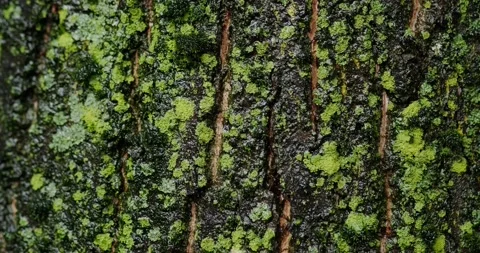 Wet bark of a mossy tree Stock Footage 140235475