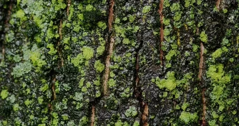 Wet bark of a mossy tree Stock Footage 140235499
