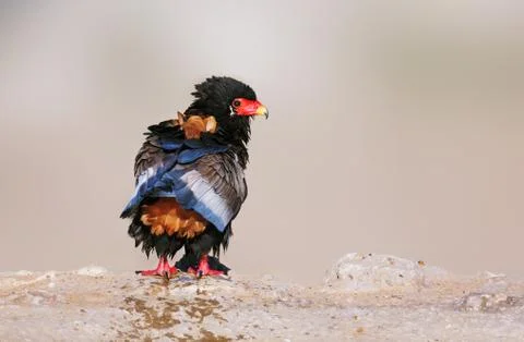 Wet bateleur eagle Stock Photos