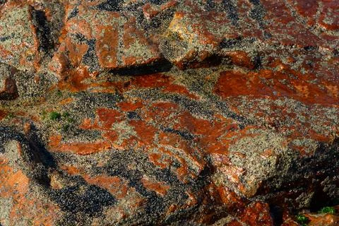 Wet beach rock surface with shellfish and algae. Stockfoto's