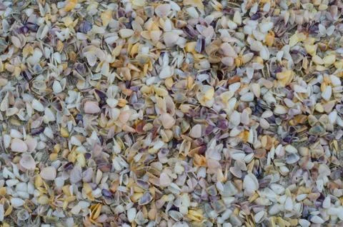 Wet beach sand with seashells background Stock Photos