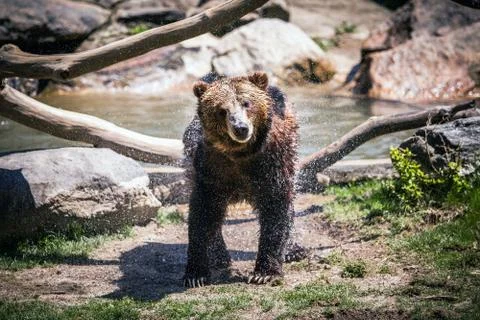Wet bear Stock Photos