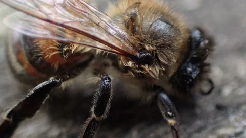 The wet bee barely moves Stock Footage 161631604