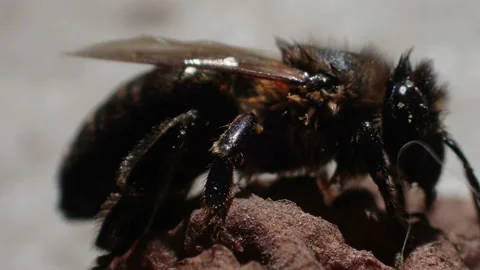 A wet bee dries on the sunny side Stock Footage 171371776