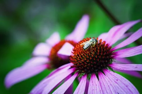 Wet bee on echinacea Stock Photos