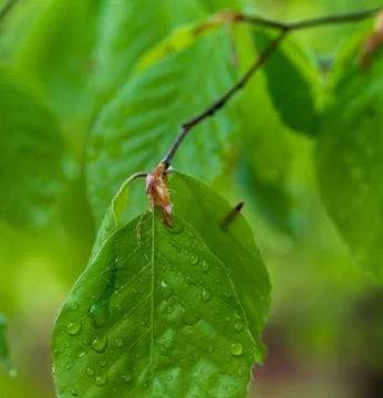Wet beech leaf Stock Photos