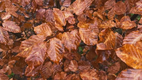 Wet Beech tree leaves at a young beech tree shrub. Stock Footage 269080046