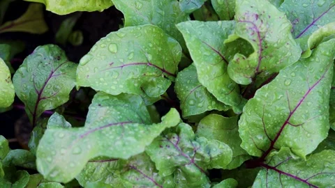 Wet beetroot leaves after rain Stock Footage 342236985