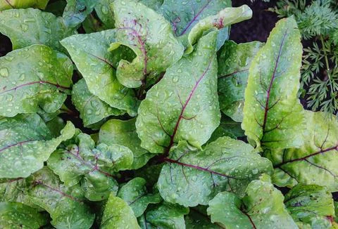 Wet beetroot leaves after rain Stock Photos