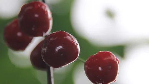 Wet berries of sweet cherry Stock Footage 115951869