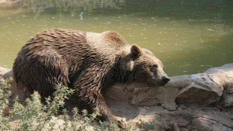 Wet big brown bear lying and sleeping on a pond bank on a sunny day in summer 動画素材 117061131