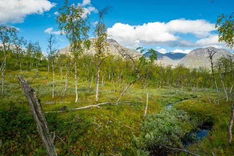 Wet birch forest with stream running through it and mountains on the distant Stock Photos