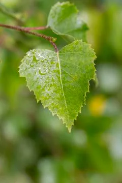 Wet Birch Tree Leaf Stock Photos