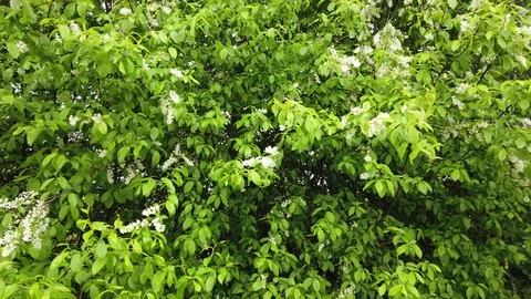 Wet bird cherry 4k branches sway in the wind 4k Stock Footage 107623053