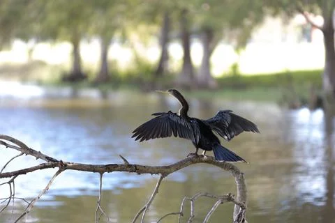Wet bird 스톡 사진