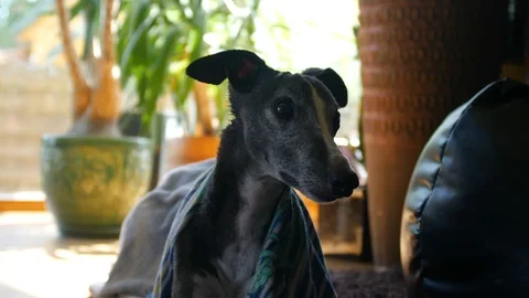 Wet black whippet looking somewhere with his ears wide open Stock Footage 112281999