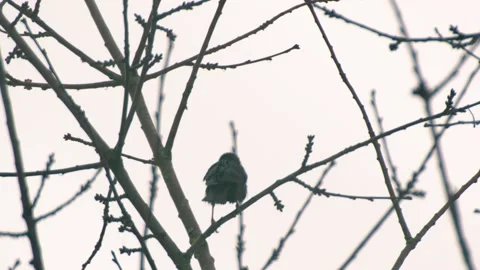Wet Blackbird in winter tree branches Stock Footage 297775995
