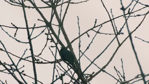 Wet Blackbird in winter tree branches Stock Footage 306059266