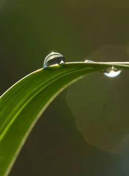 Wet blade of grass Stock Photos