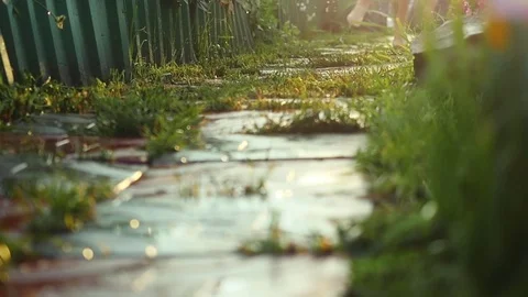 Wet boy runs in the garden path among beautiful flowers enjoy nature and Stock Footage 73439771