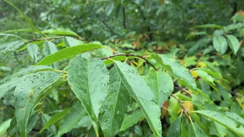 Wet branch of a cherry tree in a green forest. Vidéo 259382840