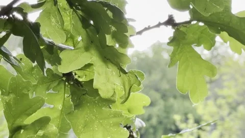 Wet branch foliage overlooking river valley panning 库存影片 334760216