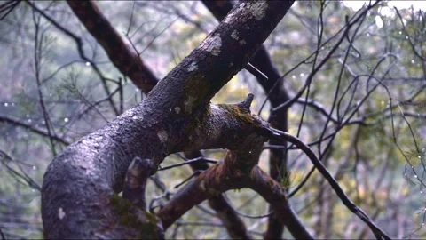 Wet Branch Video stock 231604046