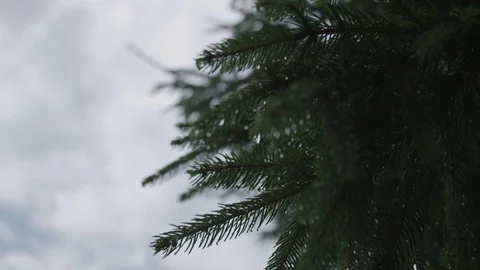 Wet branches close up Video stock 89533959