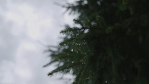 Wet Branches Видео 89534131