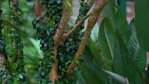 Wet branches of a tree covered with a climbing lianas. Stock Footage 131078889