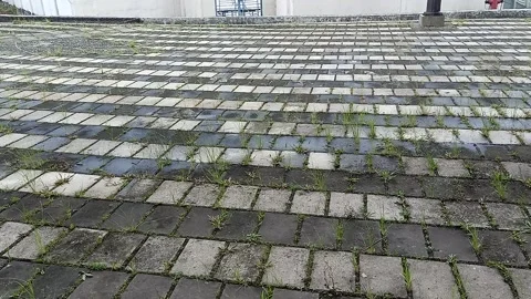Wet Brick Pavement with Grass Growing Between Blocks After Rain Stock Footage 328415295