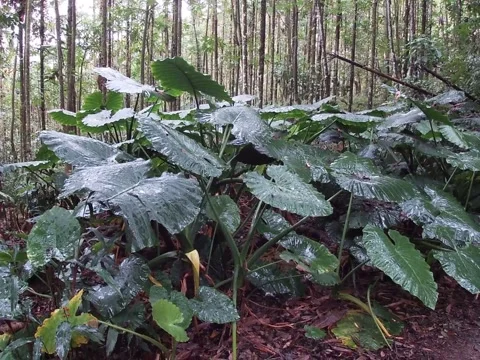 Wet Broad-Leaved Plants in Forest Near Sun Moon Lake, Taiwan Stock Footage 345346016