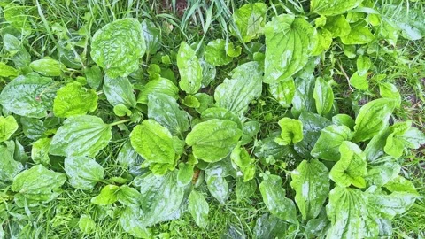 Wet broadleaf plantain bushes among grass during rain, top view Stock Footage 337655165