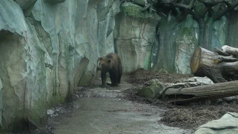 A wet brown bear walks through an aviary scratching a barrel against a rocky Stock Footage 133593754