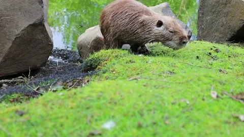 Wet brown nutria came out of the water from the pond on the green grass Stock Footage 226512936