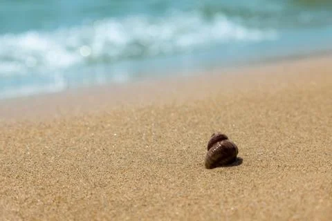 Wet brown snail shellfish on the sandy seashore. Summer vacation concept Stock Photos