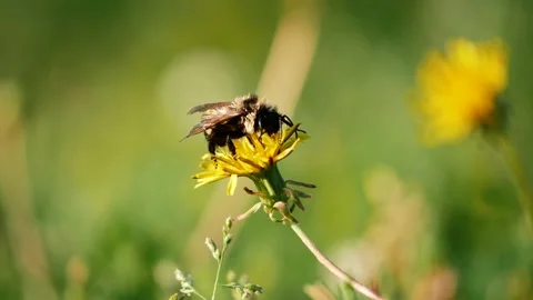 Wet Bumblebee Pollinating Dandelion Stock Footage 286250610