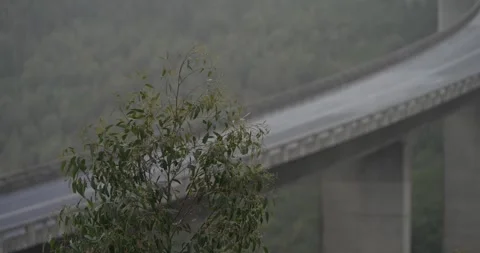 Wet bush in foreground focus pull to bridge with cars and trucks passing Stock Footage 277390039