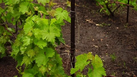 Wet bush of grapes under the rain Stock Footage 76988872