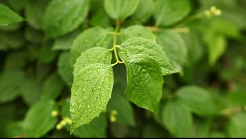 Wet bush leaf 動画素材 7676439