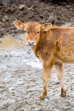 Wet calf Stock Photos
