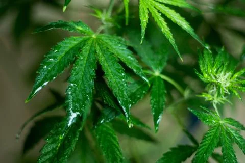 Wet cannabis leaf With reflection of light Stock Photos