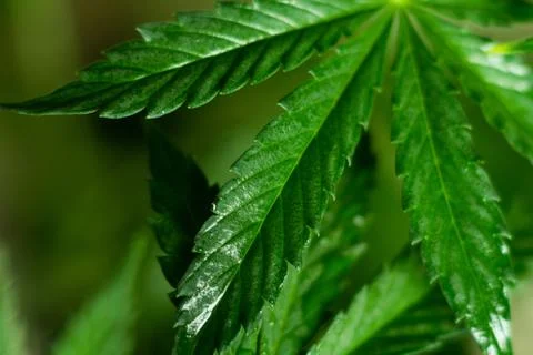 Wet cannabis leaf With reflection of light Фото