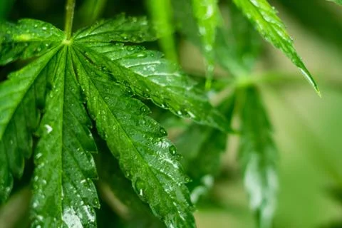 Wet cannabis leaf With reflection of light 스톡 사진