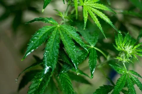 Wet cannabis leaf With reflection of light Фото