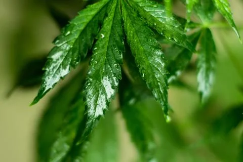 Wet cannabis leaf With reflection of light Stock Photos